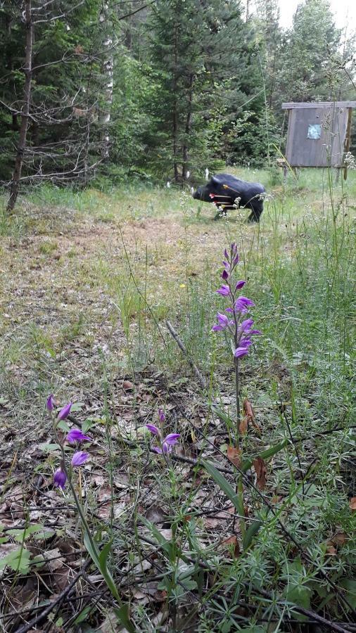 Sihi Country House Hiievalja Eksteriør bilde